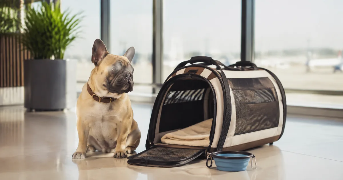 Voyager avec un bouledogue français : guide sécurité